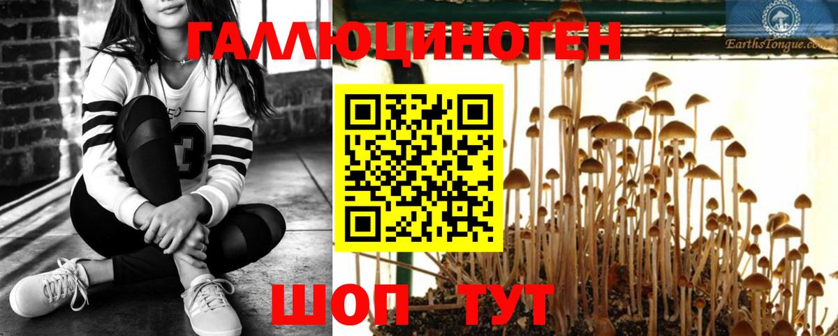 Псилоцибиновые грибы Psilocybine cubensis Ессентуки